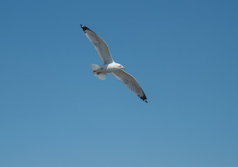 Fototapeta na wymiar Sea Gull Flying