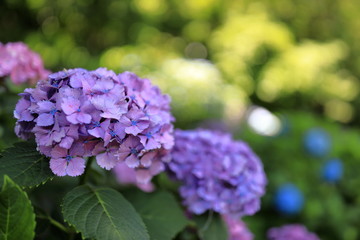飛鳥山公園の紫陽花