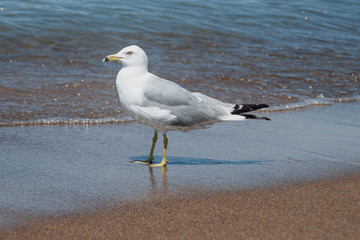 Seagull Sideview