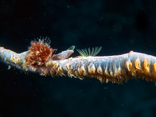 Tiny barnacles on a piece of whip coral filter feeding