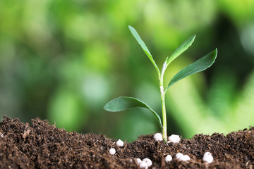 Fresh growing plant and fertilizer on soil against blurred background, space for text. Gardening time