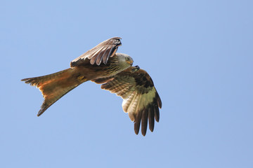 Red Kite