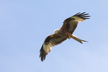 Red Kite