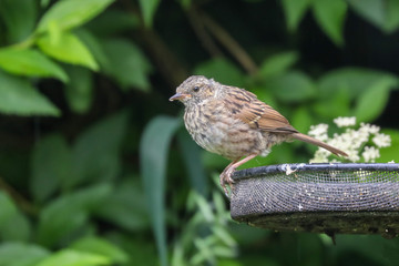 Dunnock