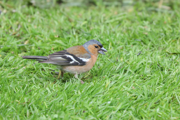 Fototapeta premium Chaffinch