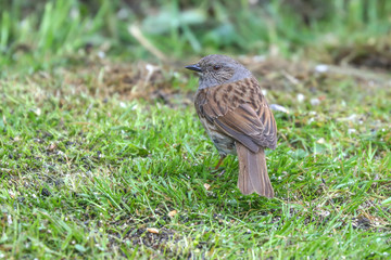 Dunnock