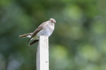 Spotted Flycatcher