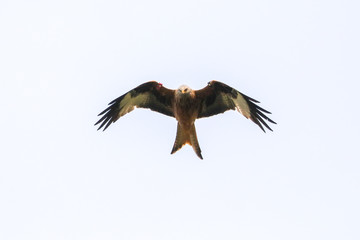 Red Kite