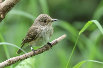 Spotted Flycatcher
