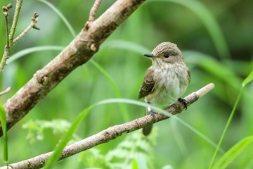 Obraz premium Spotted Flycatcher