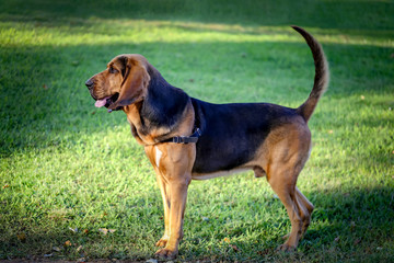 Beautiful Bloodhound puppy at 5 months.