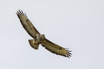 Buzzard