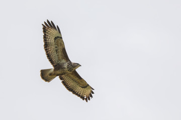 Buzzard
