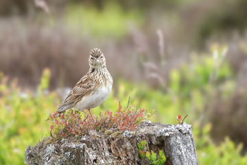 Skylark