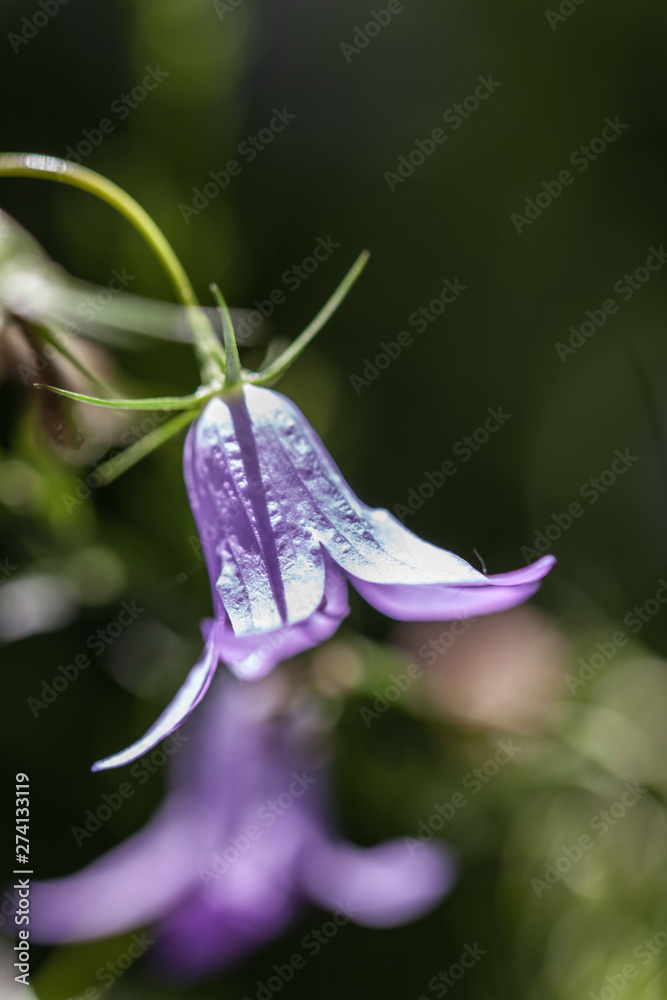 Canvas Prints Cublac (Corrèze, France) - Campanule raiponce