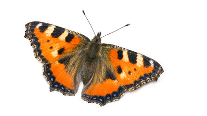 Fototapeta na wymiar Small tortoiseshell butterfly. Aglais urticae. Lepidoptera. Isolated on white background. One orange winged insect close-up. Open wings, black and blue spotted ornament. Hairy body and head, antennae.