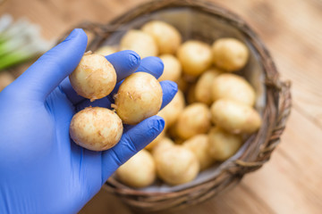 Check the potatoes for the content of harmful substances. Potato in hand in rubber glove.