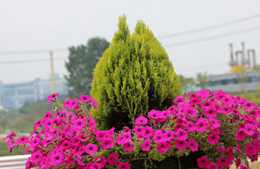 도로화분에 화초