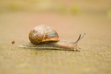 Snail walking in the park ,after raining day