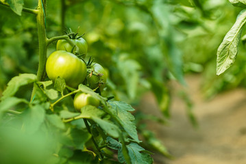 Red and green tomatoes on the greenhouse farm