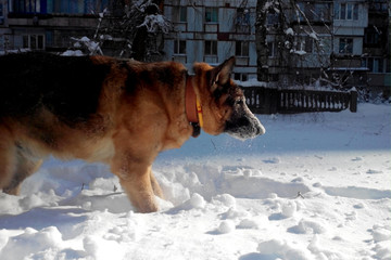 dog in snow