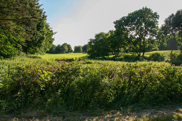 landscape with trees