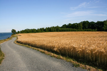 road in the field