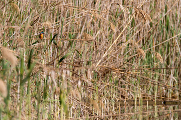 Eisvogel, Alcedo atthis, sitzt im Schilf