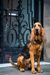 Beautiful young Bloodhound dog - obrazy, fototapety, plakaty