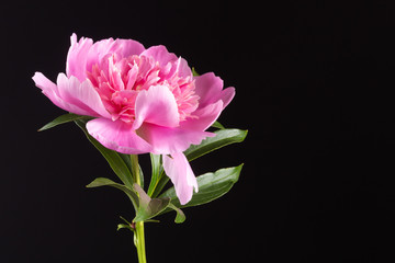 Pink peony on a black background, copyspace on the right.