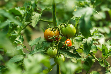 Red and green tomatoes on the greenhouse farm
