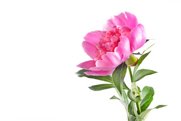 Pink peony on a white background, copyspace on the left