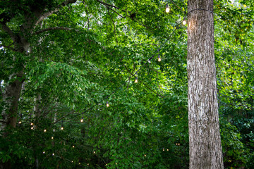 Hanging lightbulbs in the trees