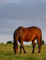 Horse grazing portrait