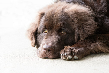 Newfoundland puppy laying down