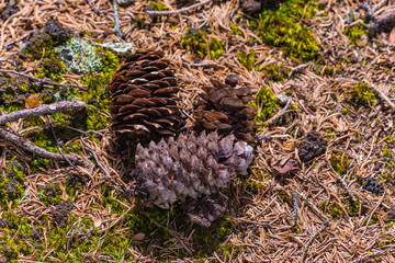 Fichtenzapfen