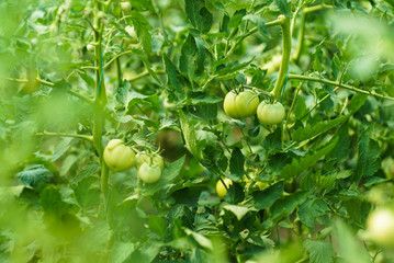Red and green tomatoes on the greenhouse farm