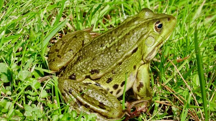 Frosch im Gras