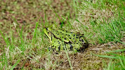 Frosch im Gras