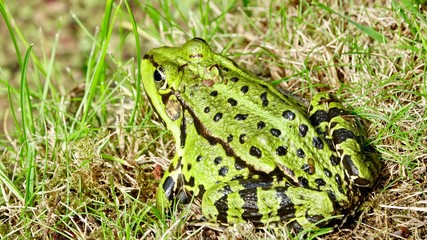 Frosch im Gras