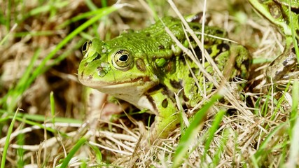 Frosch im Gras