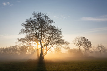 Naklejka na ściany i meble Single tree in the beautiful sunny fog at sunrise, natural background with sun rays through the mist