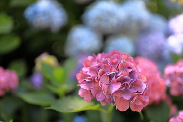 Fototapeta premium 飛鳥山公園の紫陽花
