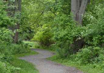 Foot path into forest