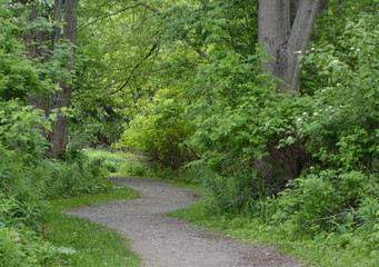 Fototapeta premium Foot path into forest