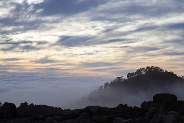 foggy forest on the way to Teide national park, Tenerife