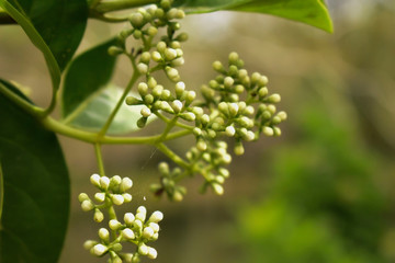 Flower in bloom in the springtime