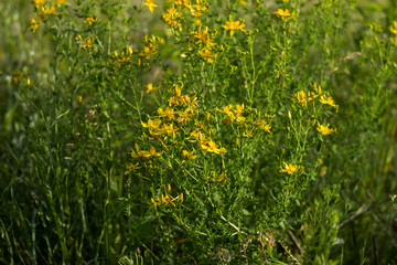Fototapeta premium Medical St. John's Wort (Hypericum perforatum), useful plant blooms with yellow small flowers, background