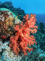 Fototapeta na wymiar Underwater world. Beautiful coral reef. Red sea.