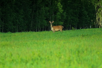 A young European deer buck with immature horns. A unique image of nature at the beginning of summer.